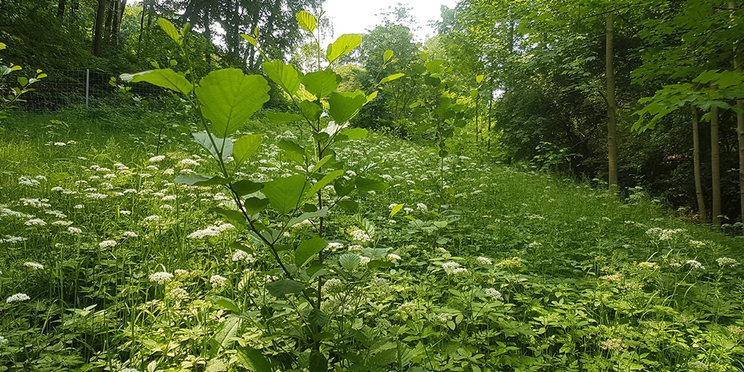 Grüne Waldlandschaft mit Blumen und Bäumen